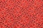 Spitze Baumwolle Rot