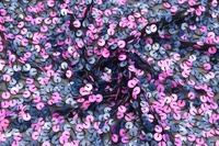 Paillettenstoff Viskose / PL Mehrfarbig